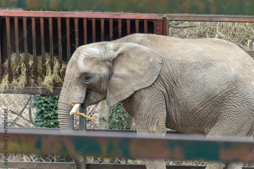 Fototapeta premium African Elephant at Howletts Zoo