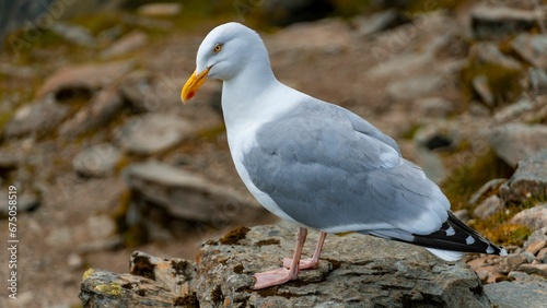 European Gerring Gull at Snowdon Summit photo