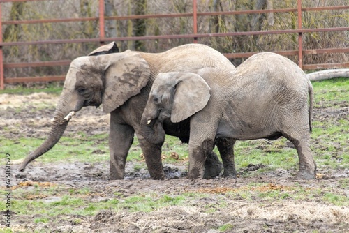 African Elephant at Howletts Zoo