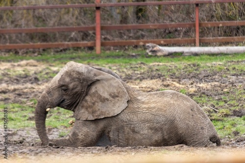 African Elephant at Howletts Zoo