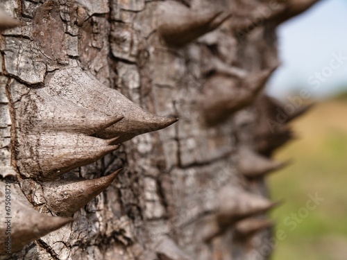 Fotografia Detail of a floss silk tree (Ceiba speciosa) in the Gran Chaco in Paraguay, Sout