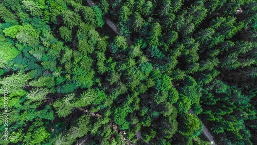 green forest tops from above in the middle of a road photo