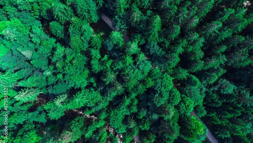 an aerial view of some evergreen trees and dirt roads in a forest