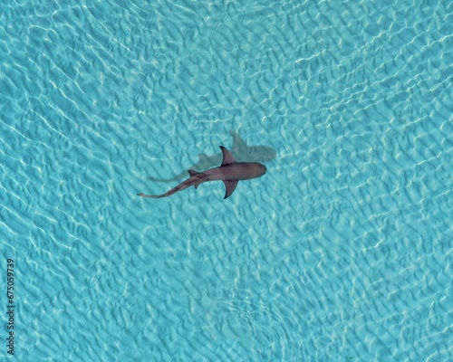 Aerial view of a shark swimming in a crystal-clear turquoise sea photo