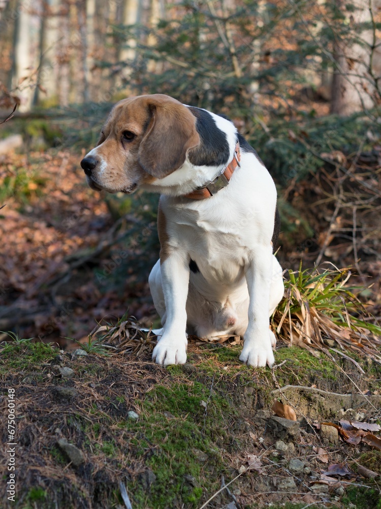 Closeup of a beagle in a forest Closeup of a beagle in a forest