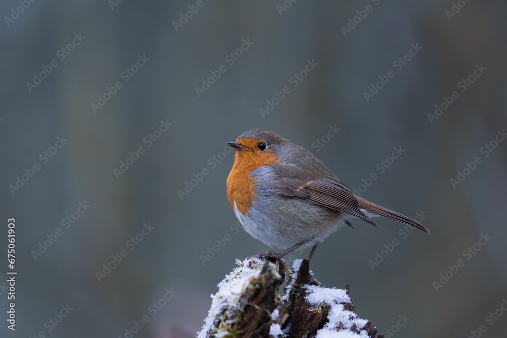the small bird is perched on a branch in the snow the small bird is perched on a branch in the snow