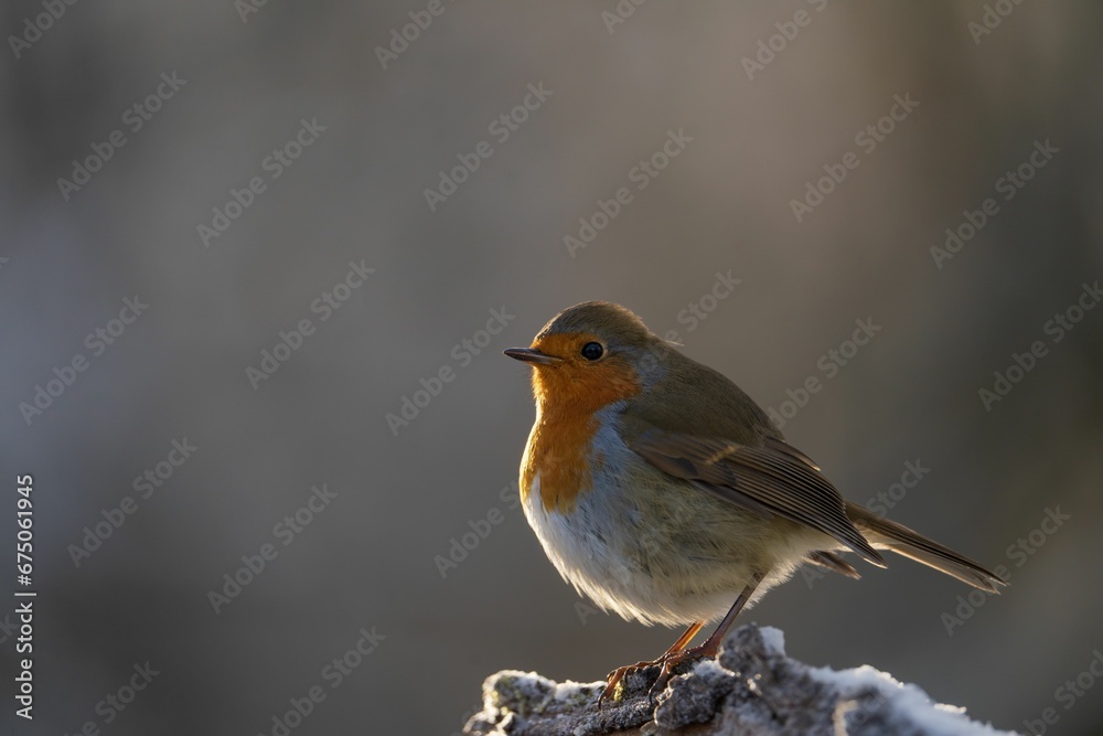a small bird sits on a stump outside in the light a small bird sits on a stump outside in the light