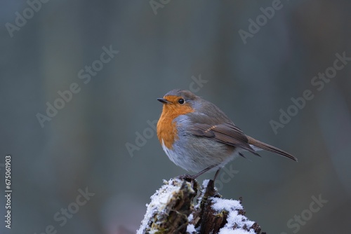 the small bird is perched on a branch in the snow © Wirestock