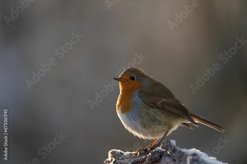 a small bird sits on a stump outside in the light © Wirestock