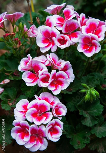 pink and white geranias in the garden