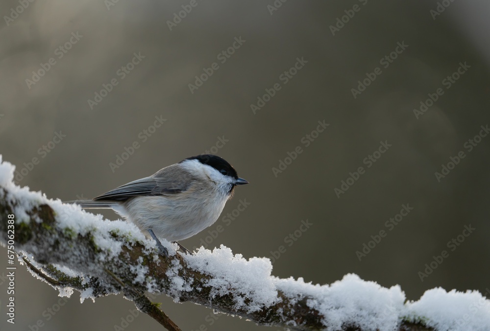 Close-up  of a small willow tit perched atop a snow-covered tree branch