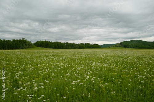 a large field full of white flowers in the foreground