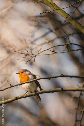 Vertical shot of a european robin bird perched on a slender tree branch