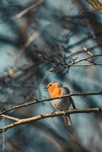 Vertical shot of a european robin bird perched on a slender tree branch © Wirestock
