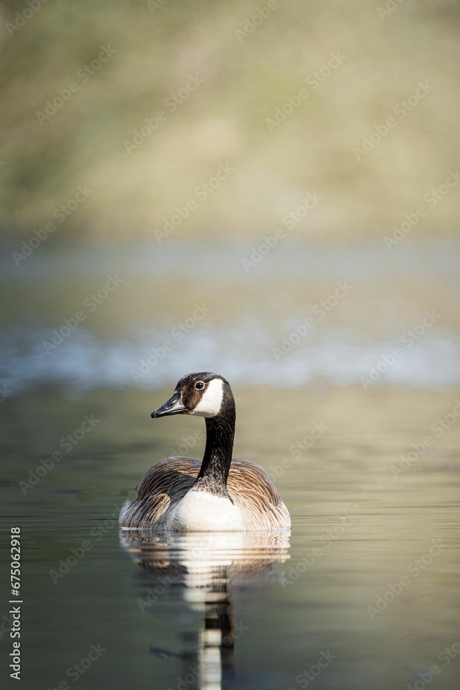 Vertical shot of a majestic Canadian goose gliding across a tranquil lake