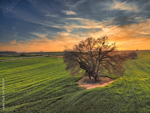 Solitary tree prominently featured in the center of a vast, grassy landscape