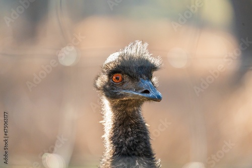 Selective focus shot of a fluffy emu bird with red eyes