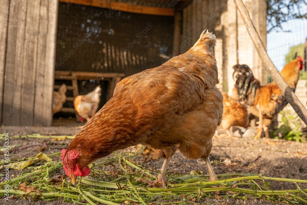 Tableau sur toile Plump brown chicken is pecking at food scattered in the green grass