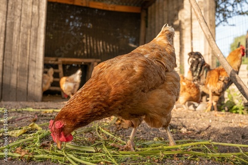 Plump brown chicken is pecking at food scattered in the green grass