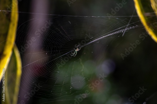 Spider perched on the web in the garden near the plants