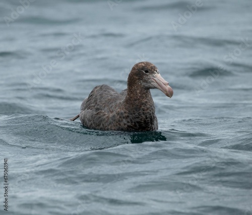 Closeup of a giant northern petrel on the sea in New Zealand
