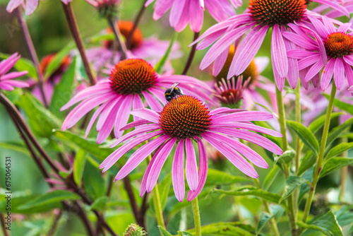 A closeup shot of a bee collecting pollen on a purple echinacea flower