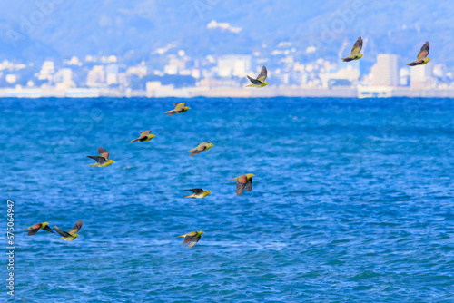                                                                                                                                                                                                                                           2023   10   21              A flock of beautiful White-bellied Green Pigeon fly into the surf from the mountains to ingestion with m