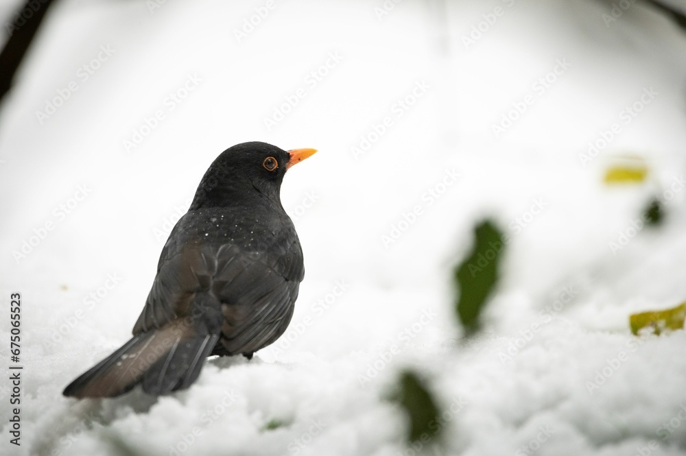Blackbird perched in a snowy field with a blurry background Blackbird perched in a snowy field with a blurry background