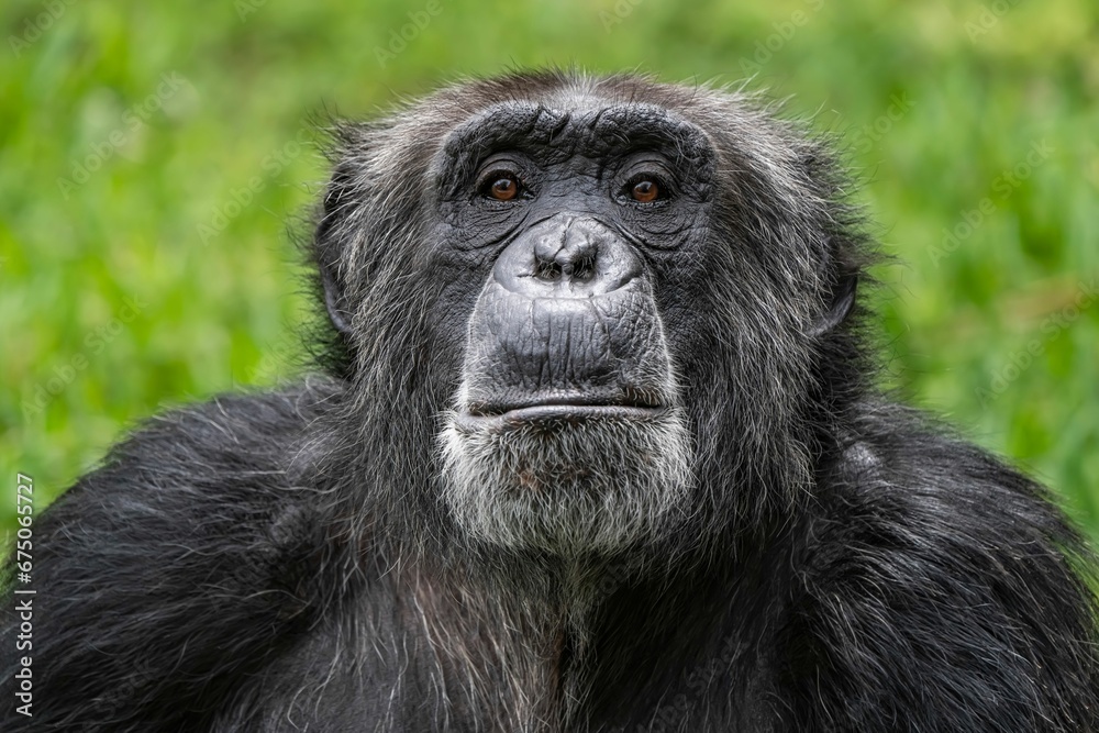 Closeup of a chimpanzee against lush trees Closeup of a chimpanzee against lush trees
