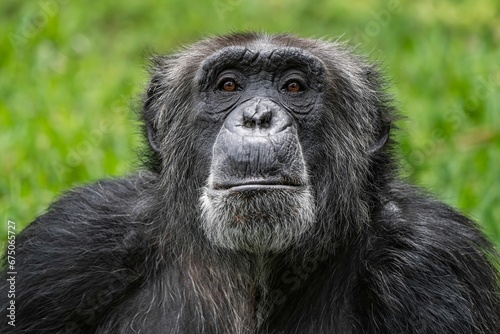 Closeup of a chimpanzee against lush trees