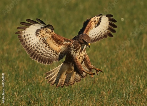 Closeup shot of a Common buzzard landing on the grass on a sunny day photo