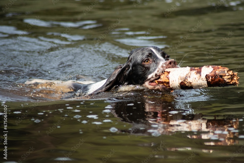 Adorable Springer Spaniel dog swimming in the lake with a stick in its mouth Adorable Springer Spaniel dog swimming in the lake with a stick in its mouth