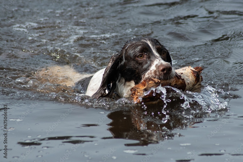Φωτογραφία Adorable Springer Spaniel dog swimming in the lake with a stick in its mouth