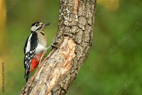 Closeup of a woodpecker perched on a tree branch