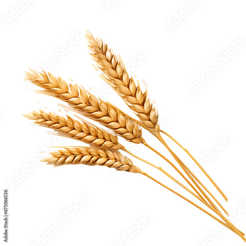 wheat ears isolated on white background