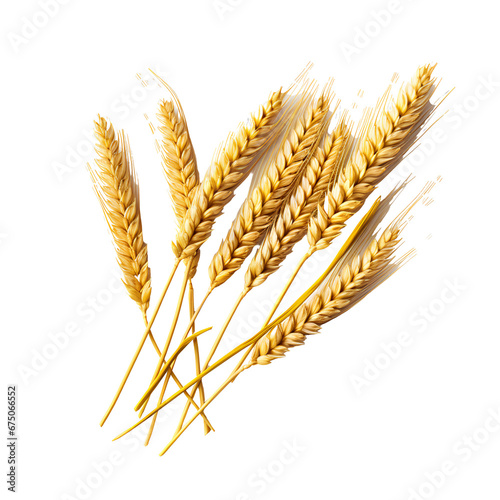 ears of wheat