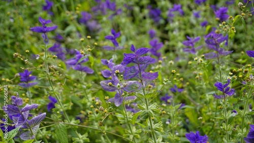 Salvia viridis known as Wild clary, Annual clary, Bluebeard, Green, Joseph,Painted, Clary Sage Sage photo