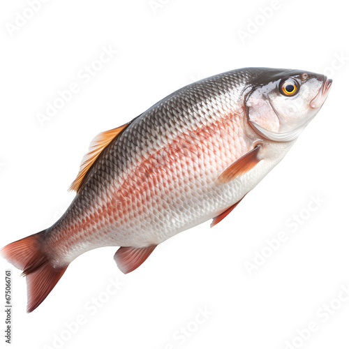 fish on transparent background PNG