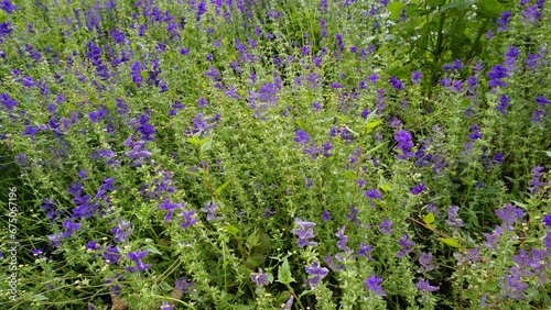 Salvia viridis known as Wild clary  Annual clary  Bluebeard  Green  Joseph Painted  Clary Sage Sage