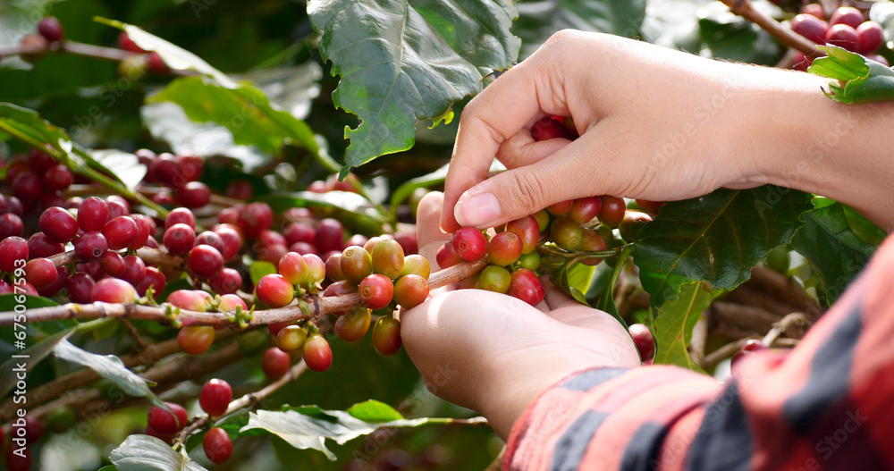 Coffee plant farm woman Hands harvest raw coffee beans. Ripe Red berries plant fresh seed coffee tree growth in green eco farm. Close up hands harvest red seed in basket robusta arabica plant farm. Coffee plant farm woman Hands harvest raw coffee beans. Ripe Red berries plant fresh seed coffee tree growth in green eco farm. Close up hands harvest red seed in basket robusta arabica plant farm.