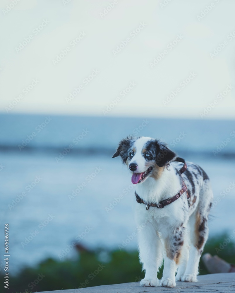 Cute Australian Shepherd dog walking along the shore of a lake in the park