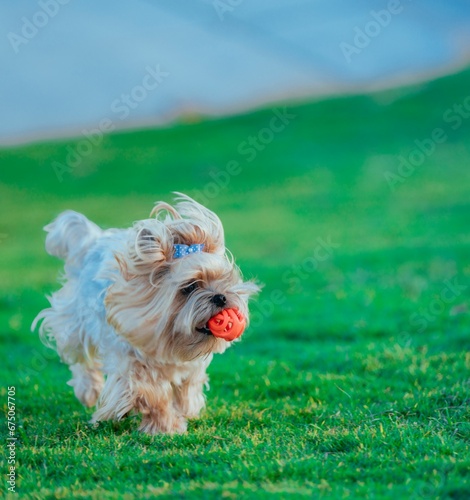 Adorable dog is having fun playing with a colorful toy in a lush green meadow photo