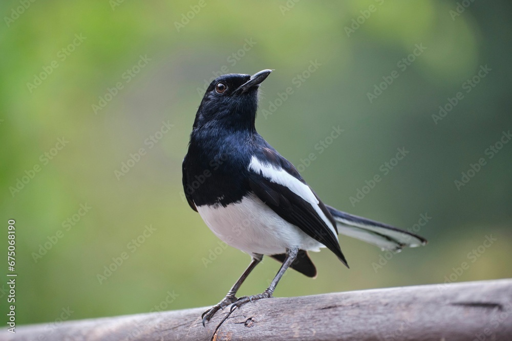 Oriental magpie-robin (Copsychus saularis) perched atop a wooden surface Oriental magpie-robin (Copsychus saularis) perched atop a wooden surface