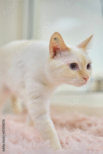 Adorable white domestic cat