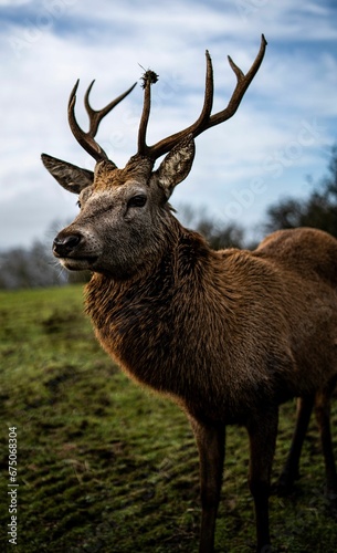 Closeup of a deer grazing in a green field