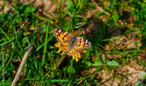 Painted lady butterfly perched atop a lush, green grassy meadow © Wirestock