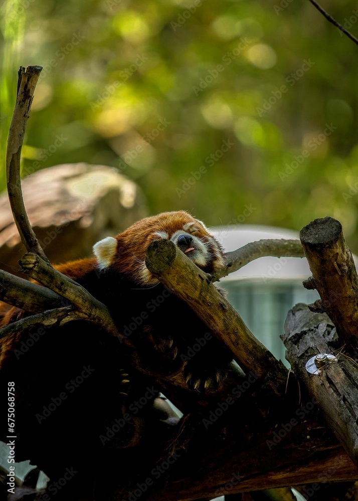 Naklejka premium a red panda sits on some branches in the forest looking at something
