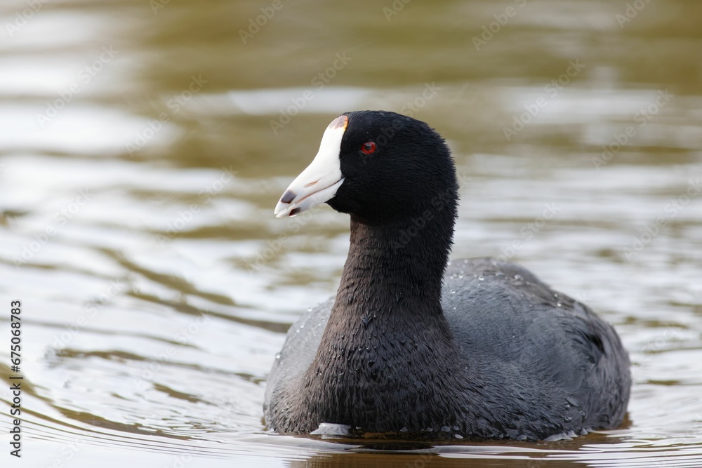Eurasian coot swimming in a tranquil lake. Eurasian coot swimming in a tranquil lake.