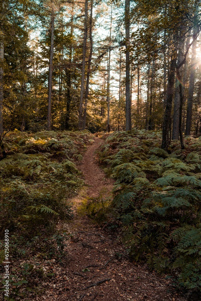 Scenic outdoor pathway meandering through a lush forest of tall trees Scenic outdoor pathway meandering through a lush forest of tall trees