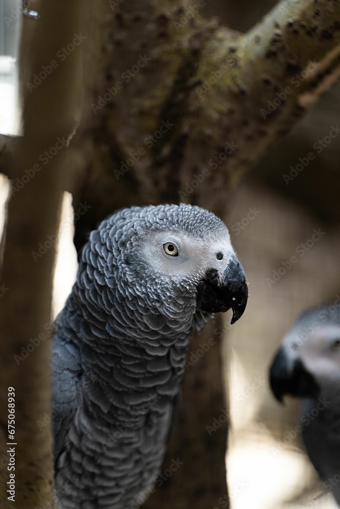 Fototapeta premium Closeup of Jaco birds perched on a tree branch ina zoo